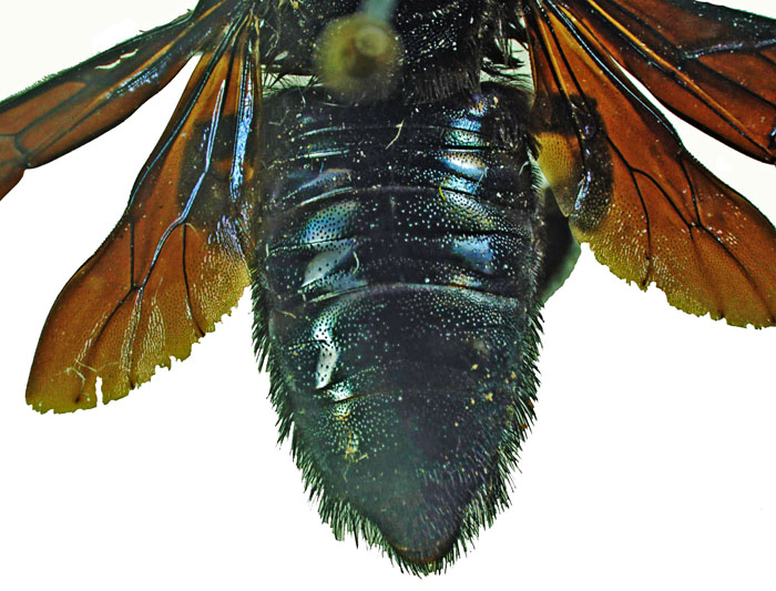 M.carbonaria