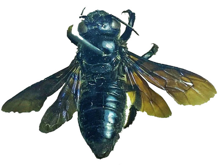 M.carbonaria