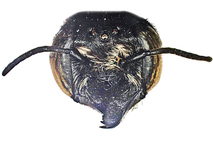 M.carbonaria