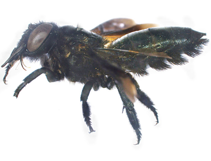 M.carbonaria