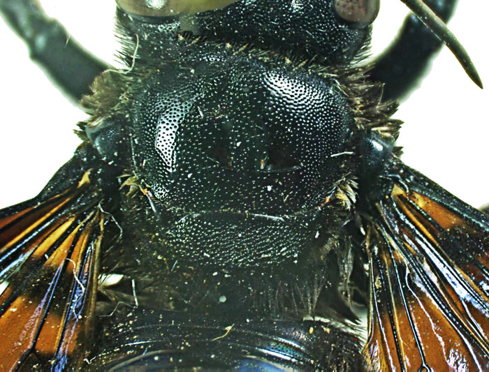 M.carbonaria