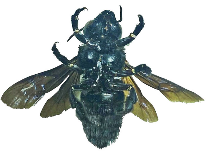 M.carbonaria
