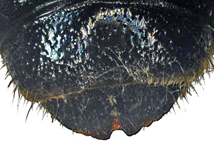 M.carbonaria