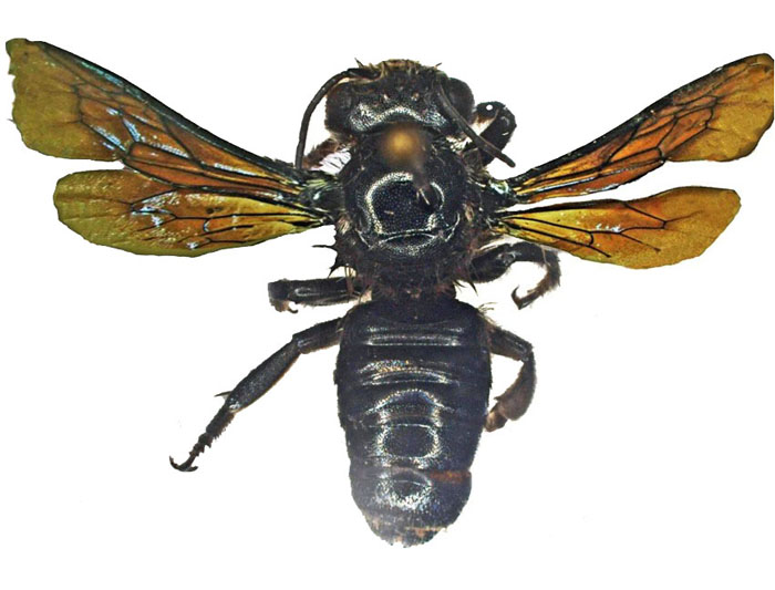 M.carbonaria
