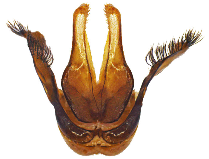 M.carbonaria