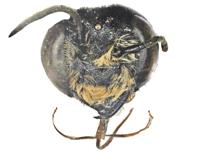 M.carbonaria