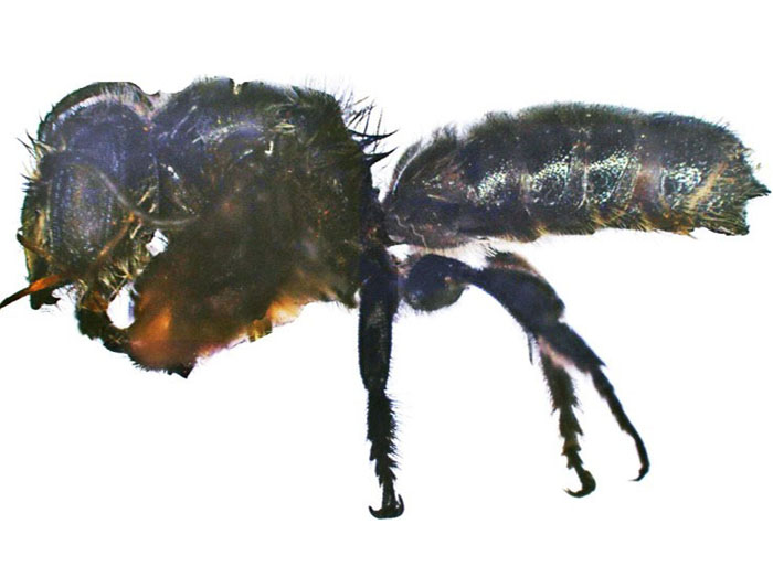 M.carbonaria