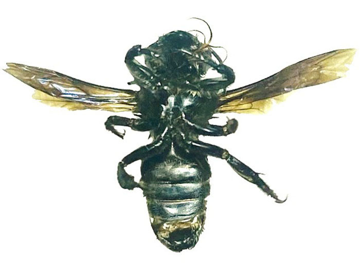 M.carbonaria