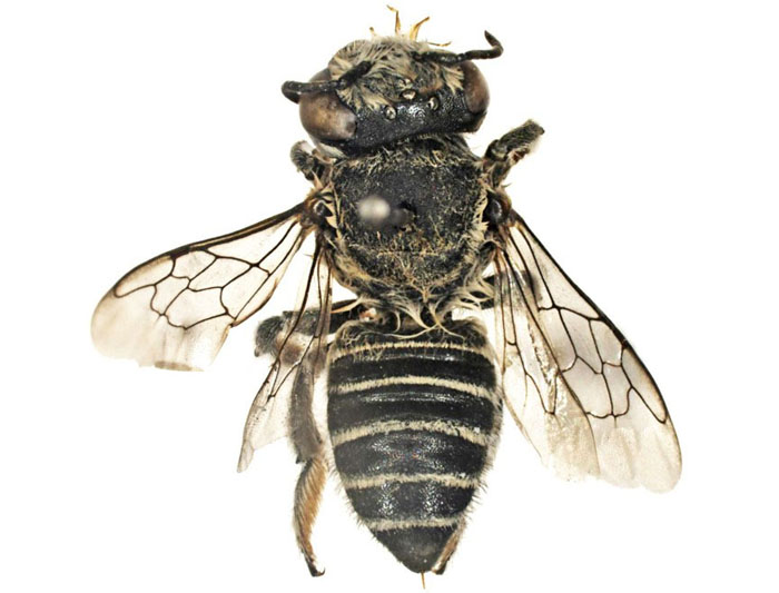M.hera