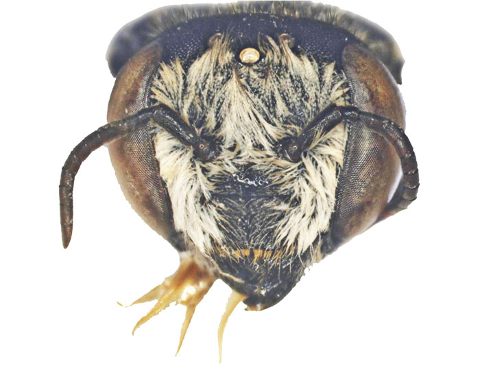 M.hera