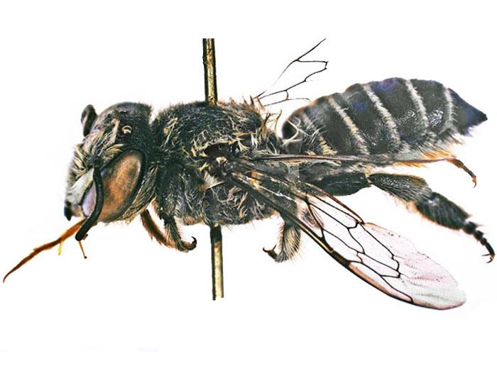 M.hera