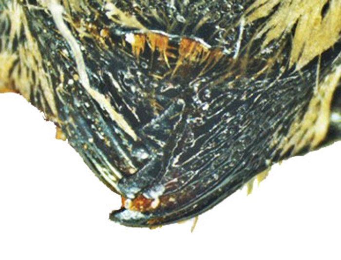 M.hera