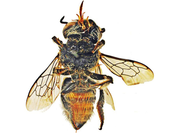 M.hera