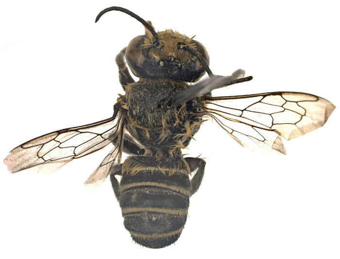 M.hera