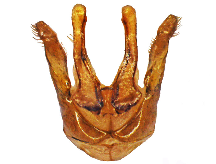 M.hera