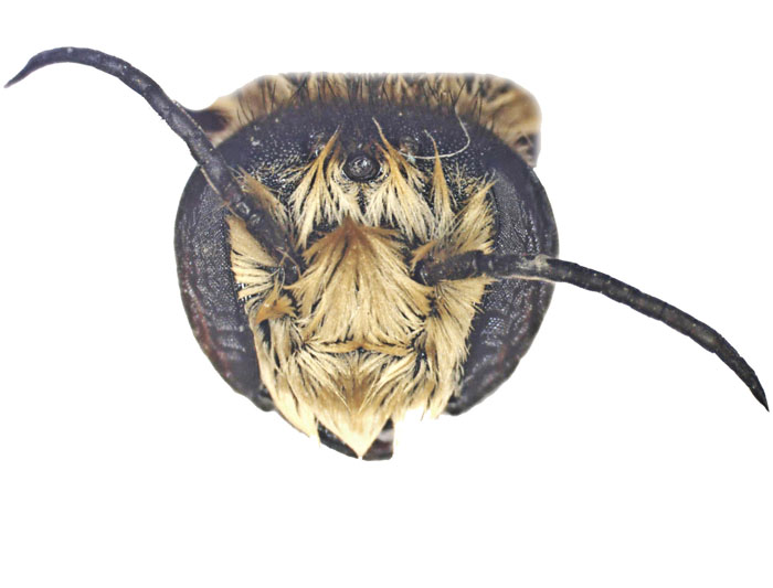 M.hera