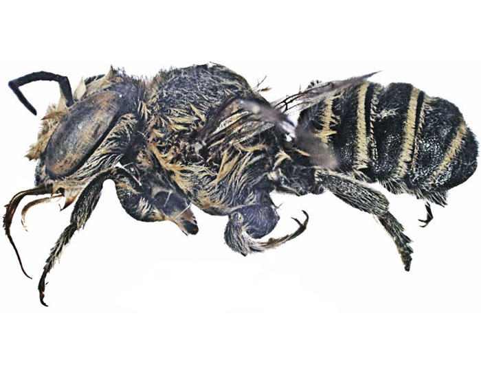 M.hera