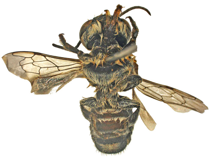 M.hera