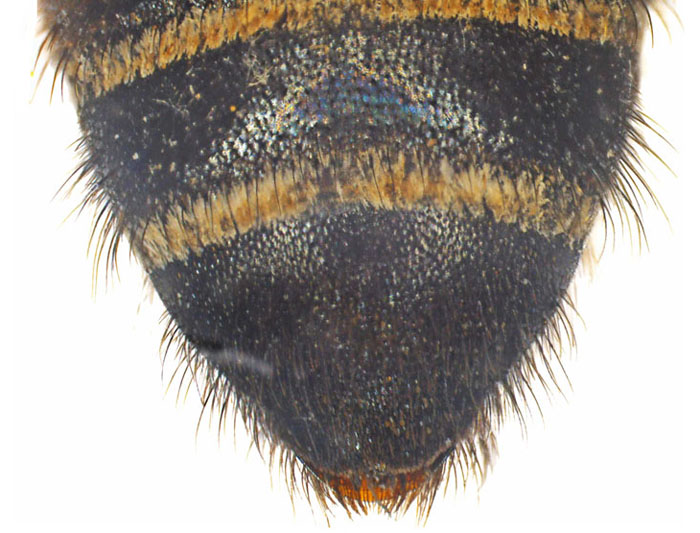 M.lanata