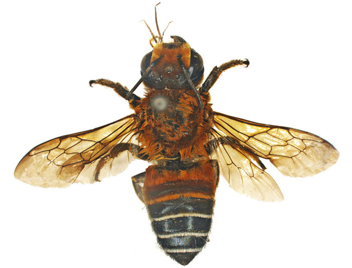M.lanata