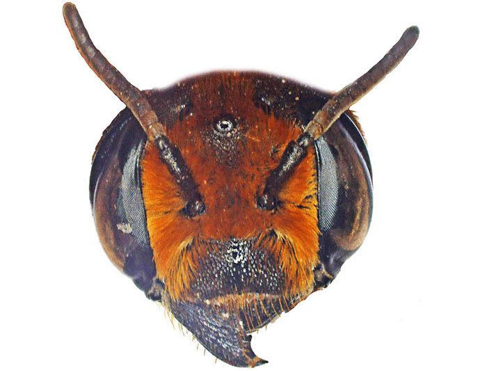 M.lanata