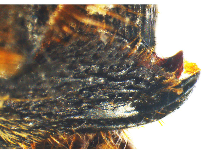 M.lanata