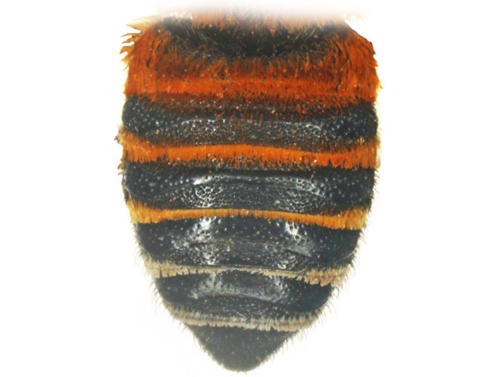 M.lanata
