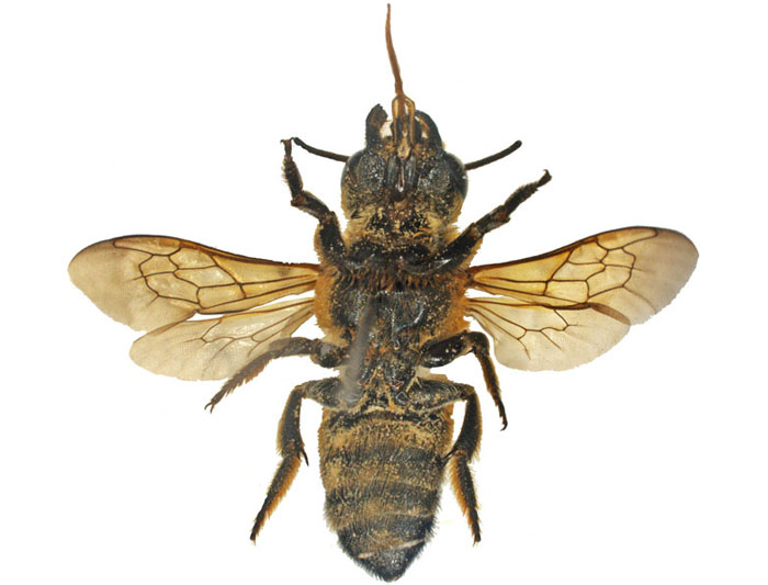 M.lanata
