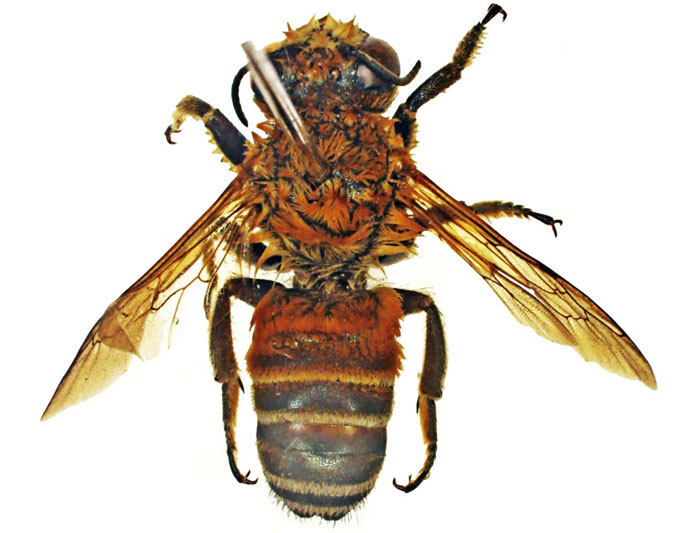 M.lanata