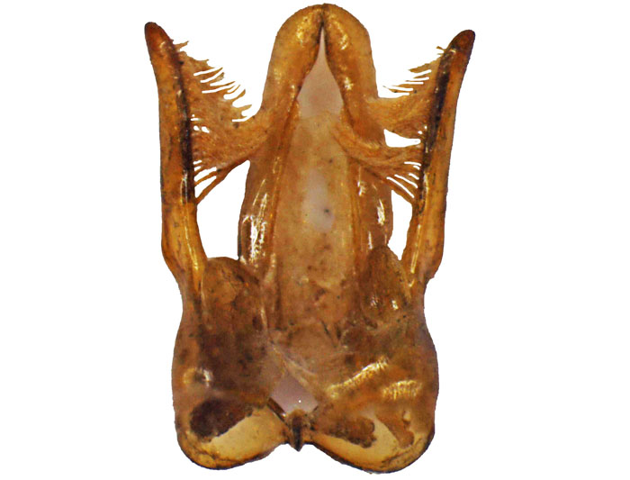 M.lanata