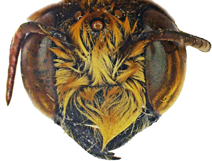 M.lanata