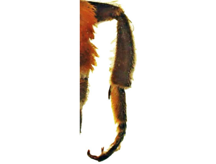 M.lanata