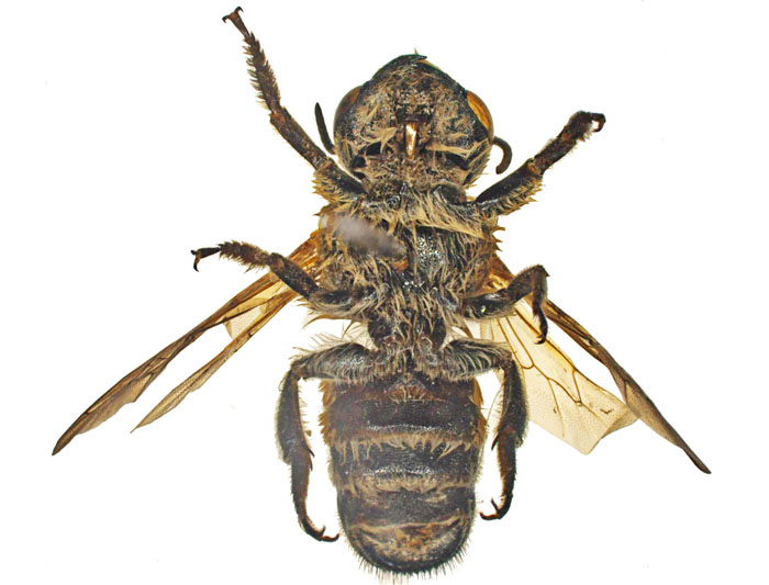 M.lanata