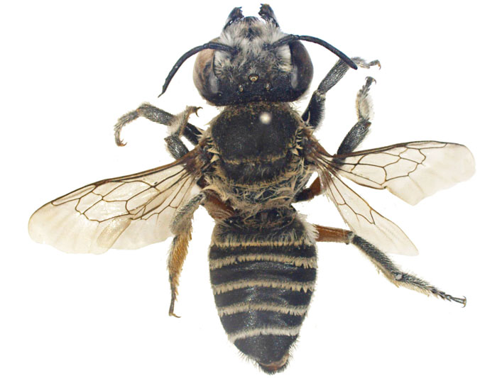 M.vigilans