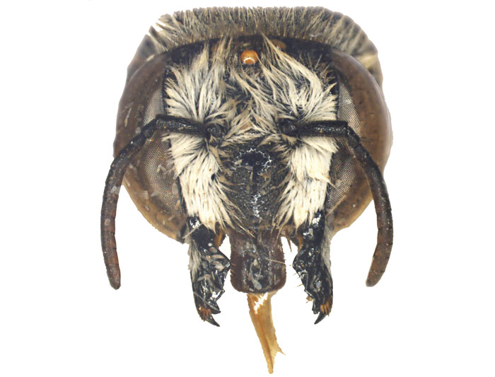 M.vigilans