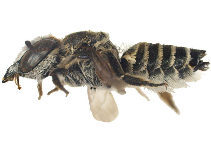 M.vigilans
