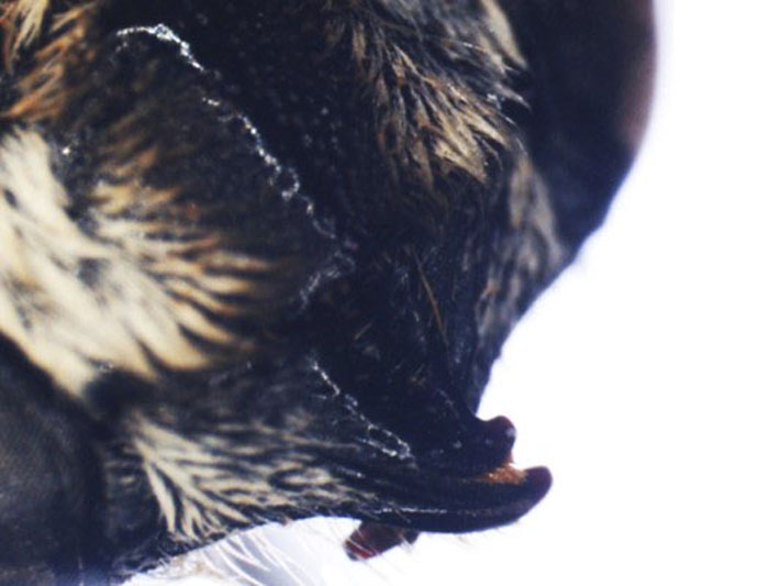 M.vigilans