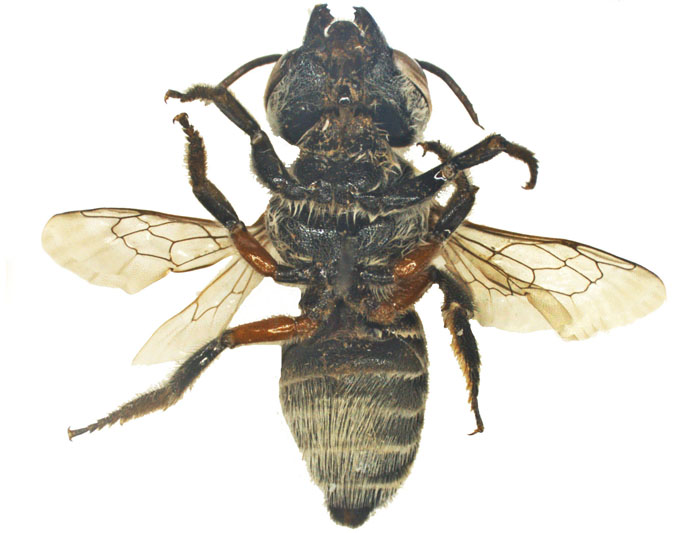 M.vigilans