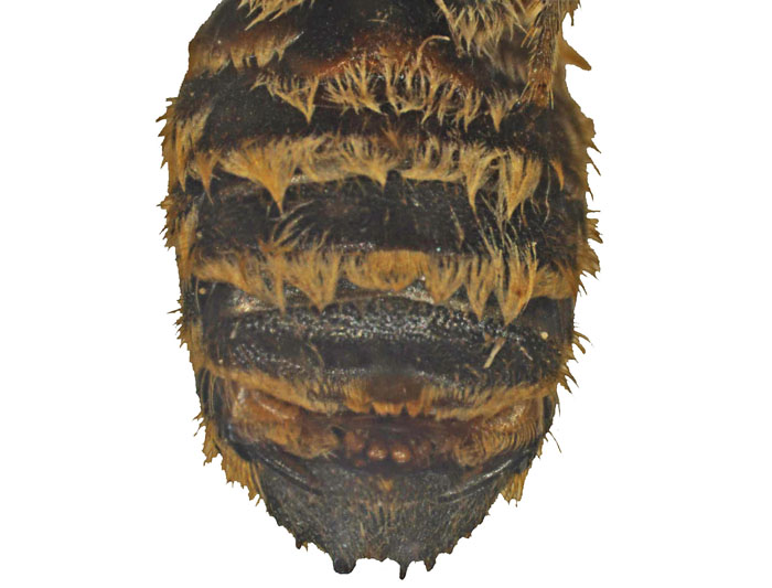 M.vigilans