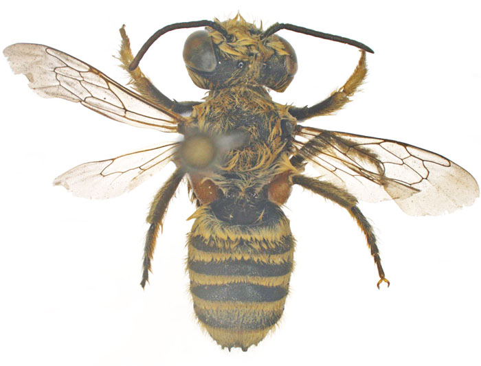 M.vigilans