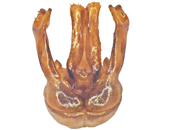 M.vigilans