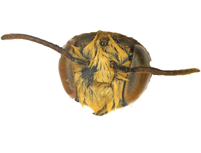 M.vigilans