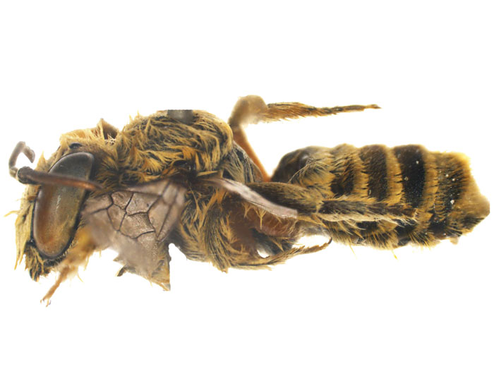 M.vigilans
