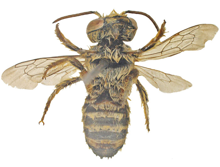 M.vigilans