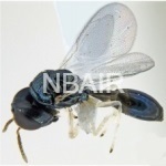 Agiommatus thyrsisae