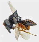 Psilocera neoclavicornis