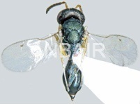 Sphegigaster reticulata