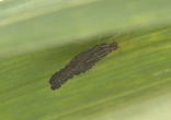 Adult bug on sugarcane