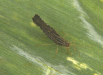 Adult bug on sugarcane