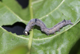 Achaea janata larva